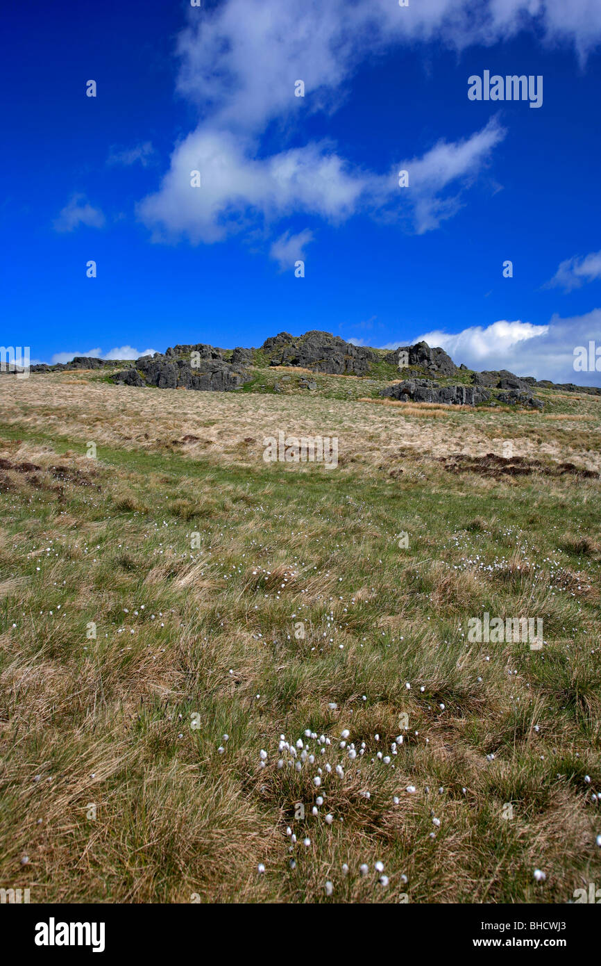 White Cotton Grass Landscape Cheviot Hills Northumbria National Park