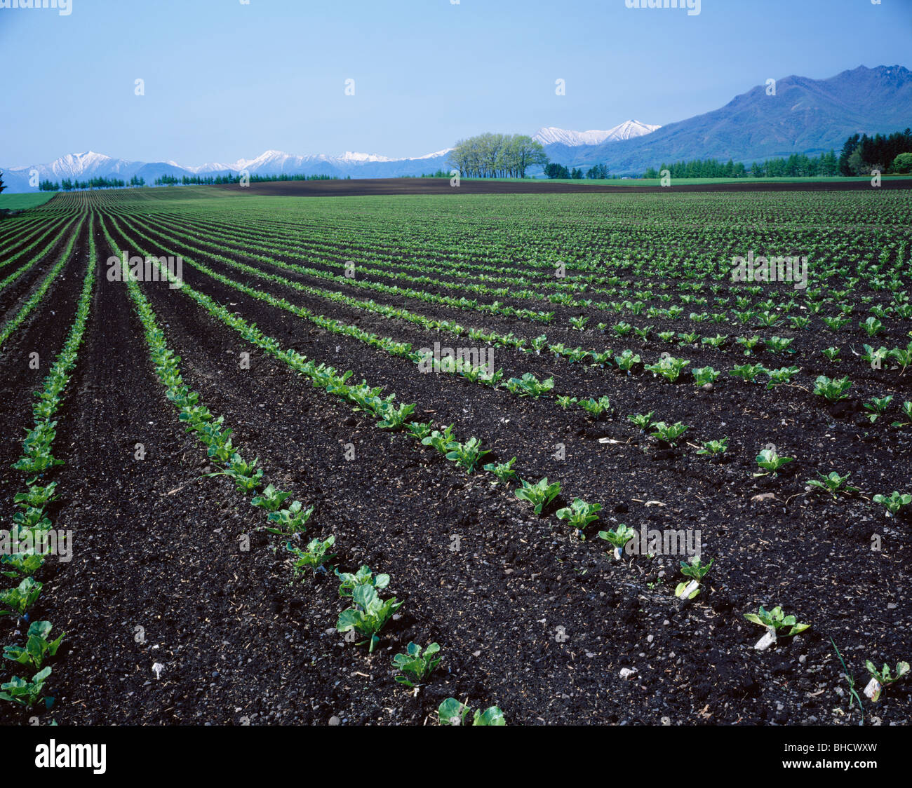 Vegetable crops growing surrounded by Hidaka mountain range, Obihiro