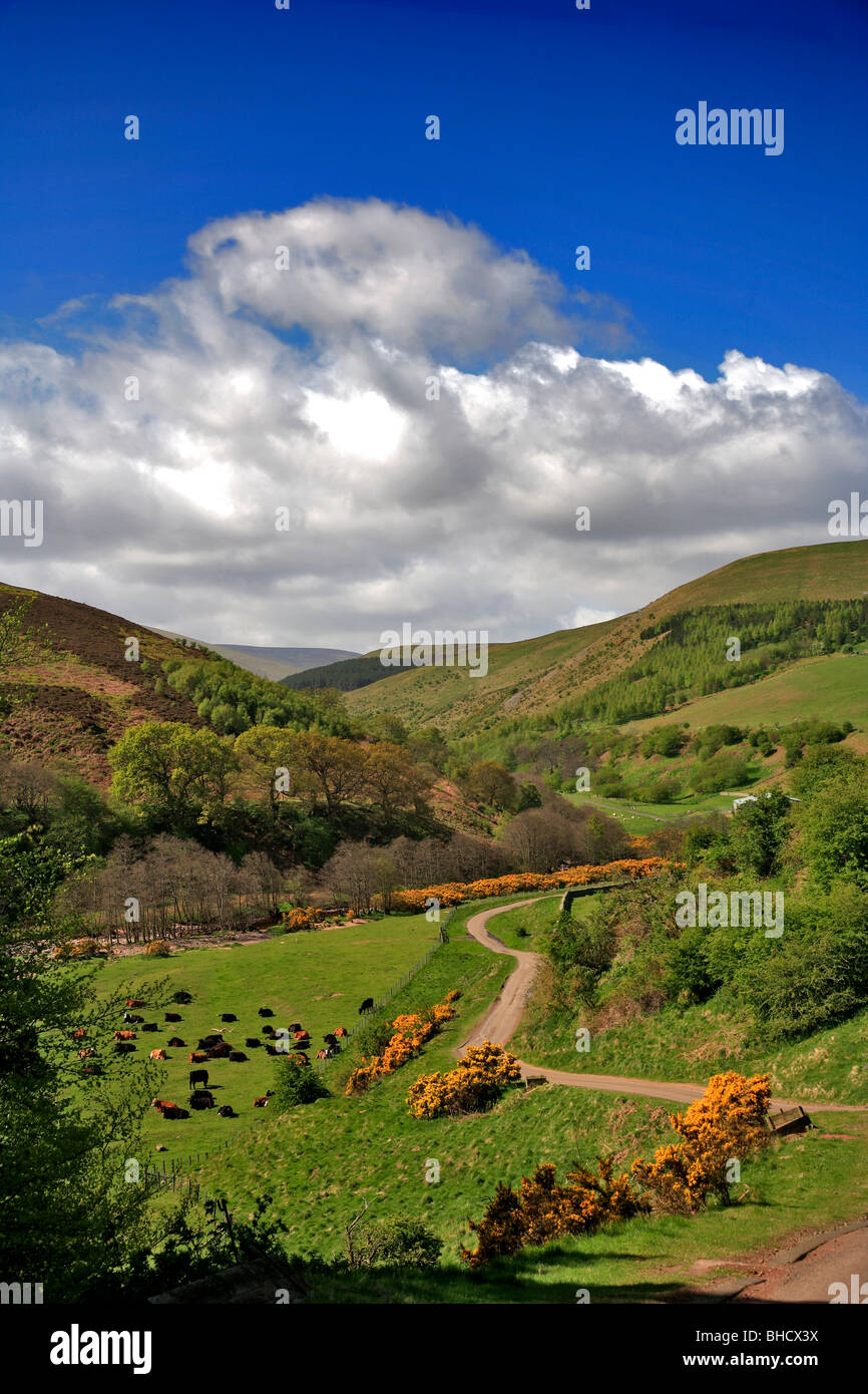Cheviot Hills North Northumbria England Borders Stock Photo Alamy