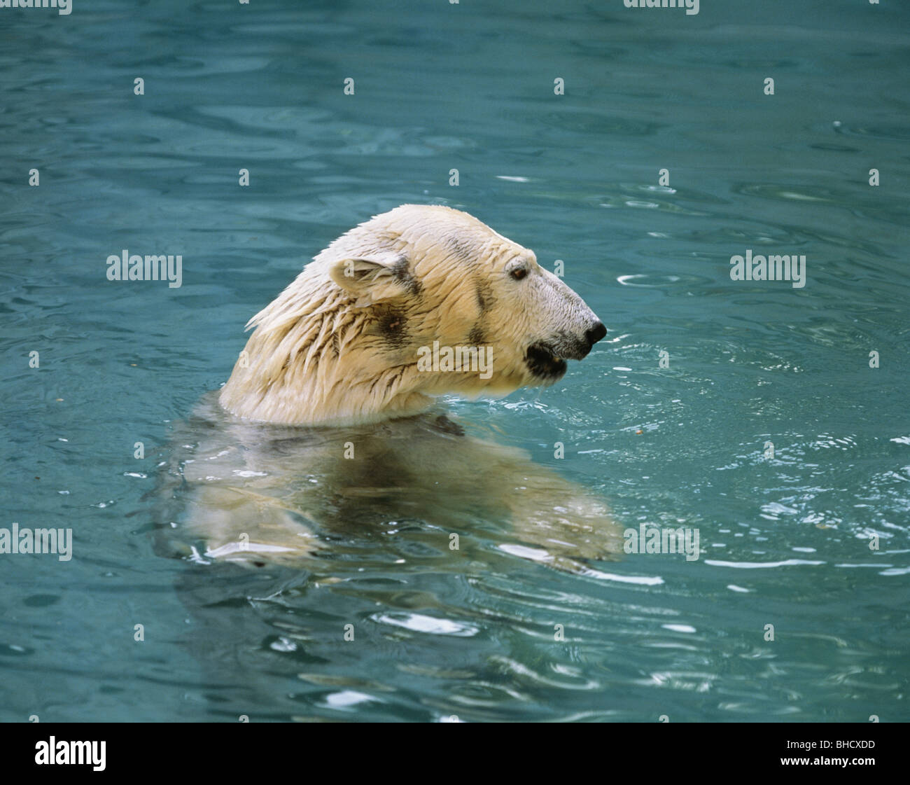 Polar bear swimming Stock Photo - Alamy