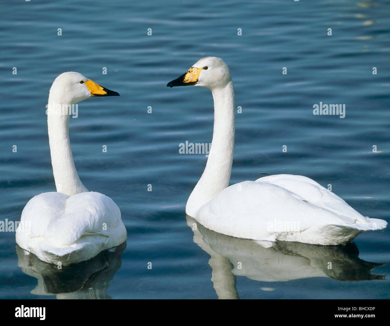 Mated swans, Kussharo Lake, Hokkaido, Japan Stock Photo