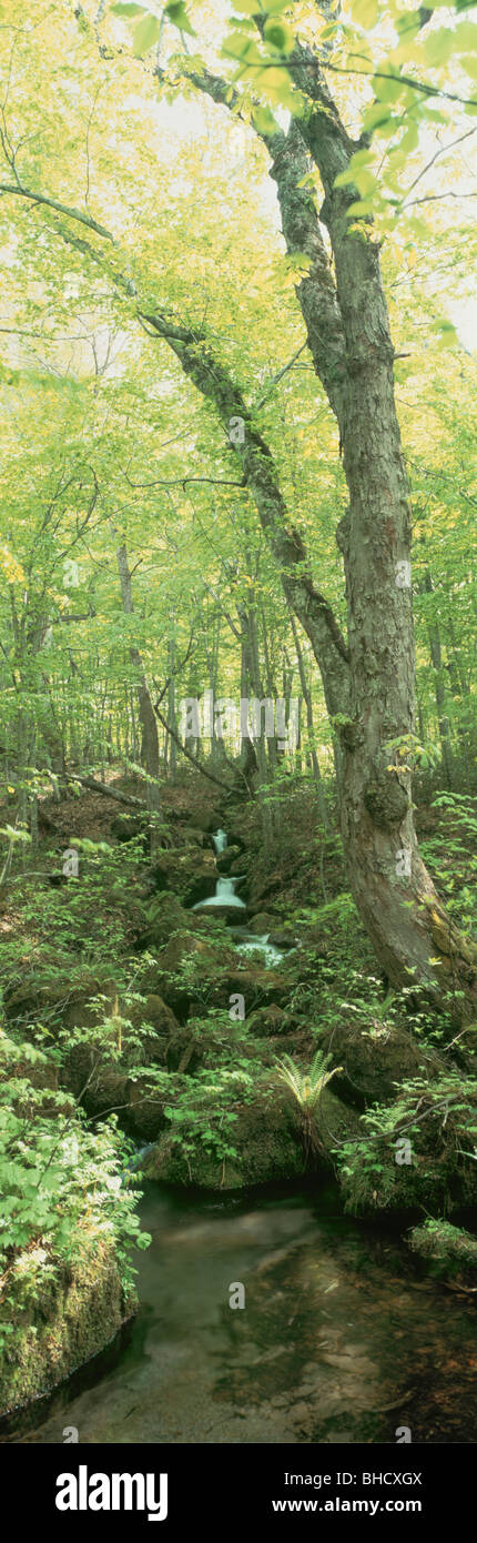 Stream in forest, Tsuta-numa, Aomori Prefecture, Japan Stock Photo