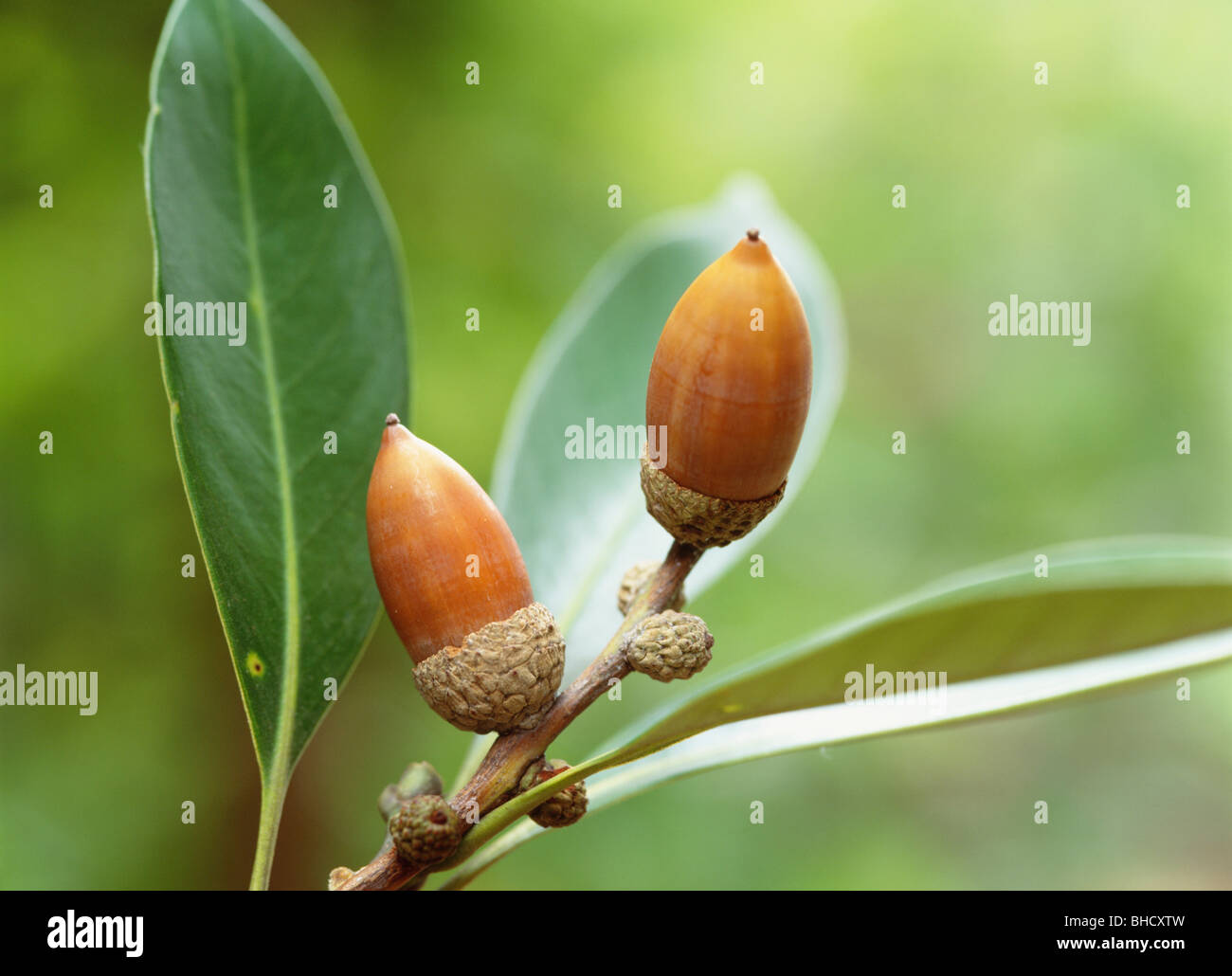 Japanese Stone Oak acorns, Fujisawa, Kanagawa Prefecture, Japan Stock Photo
