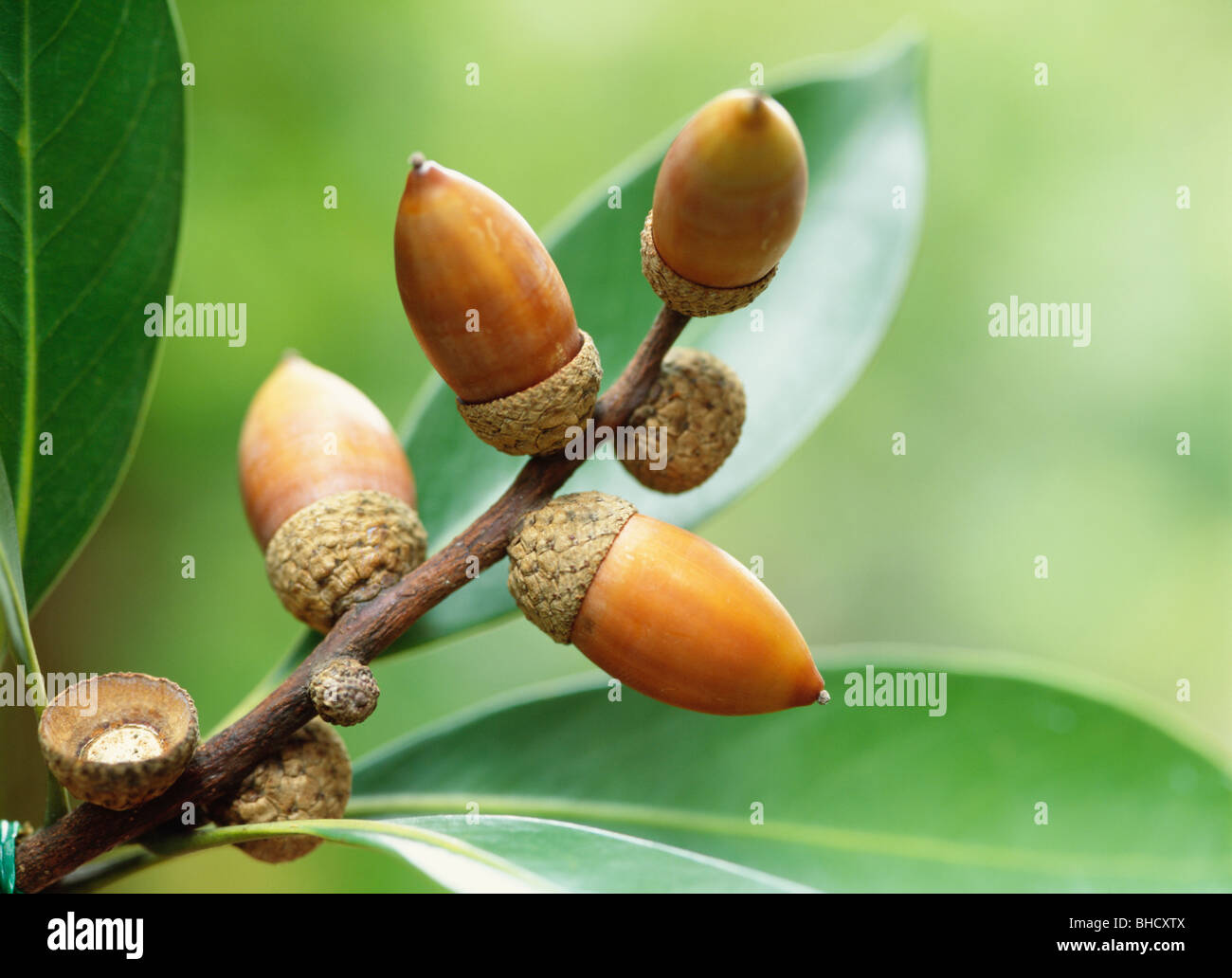 Japanese Stone Oak acorns, Fujisawa, Kanagawa Prefecture, Japan Stock Photo