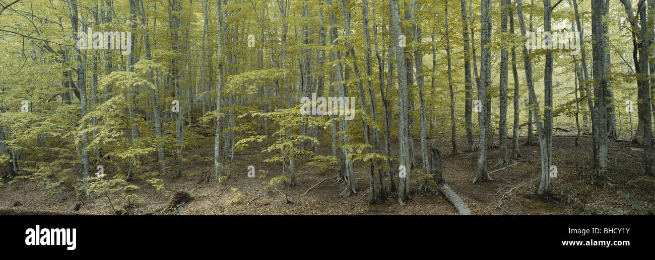 Beech forest, Tsuta-numa, Aomori Prefecture, Japan Stock Photo