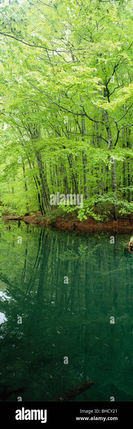 Beech forest and swamp, Tsuta-numa, Aomori Prefecture, Japan Stock Photo