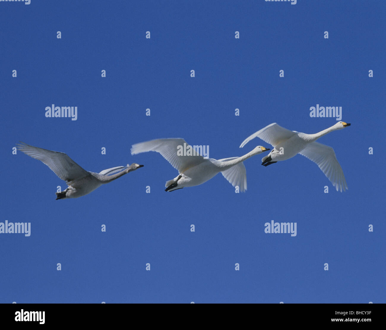 Swans flying in blue sky, Hokkaido, Japan Stock Photo Alamy