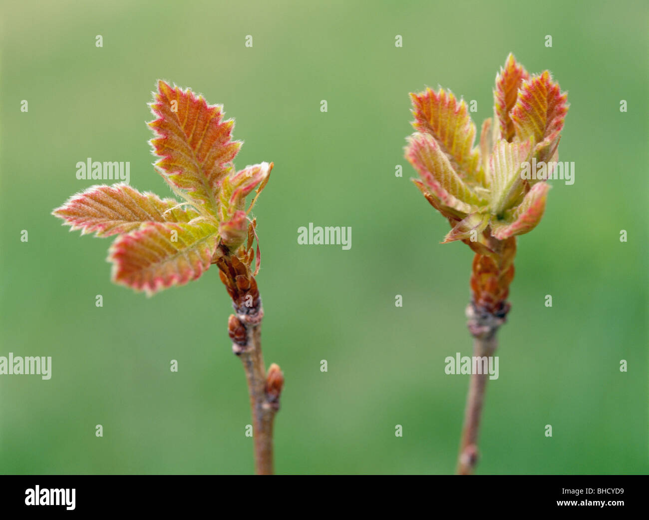 Budding branches of oak tree, Hokkaido, Japan Stock Photo Alamy