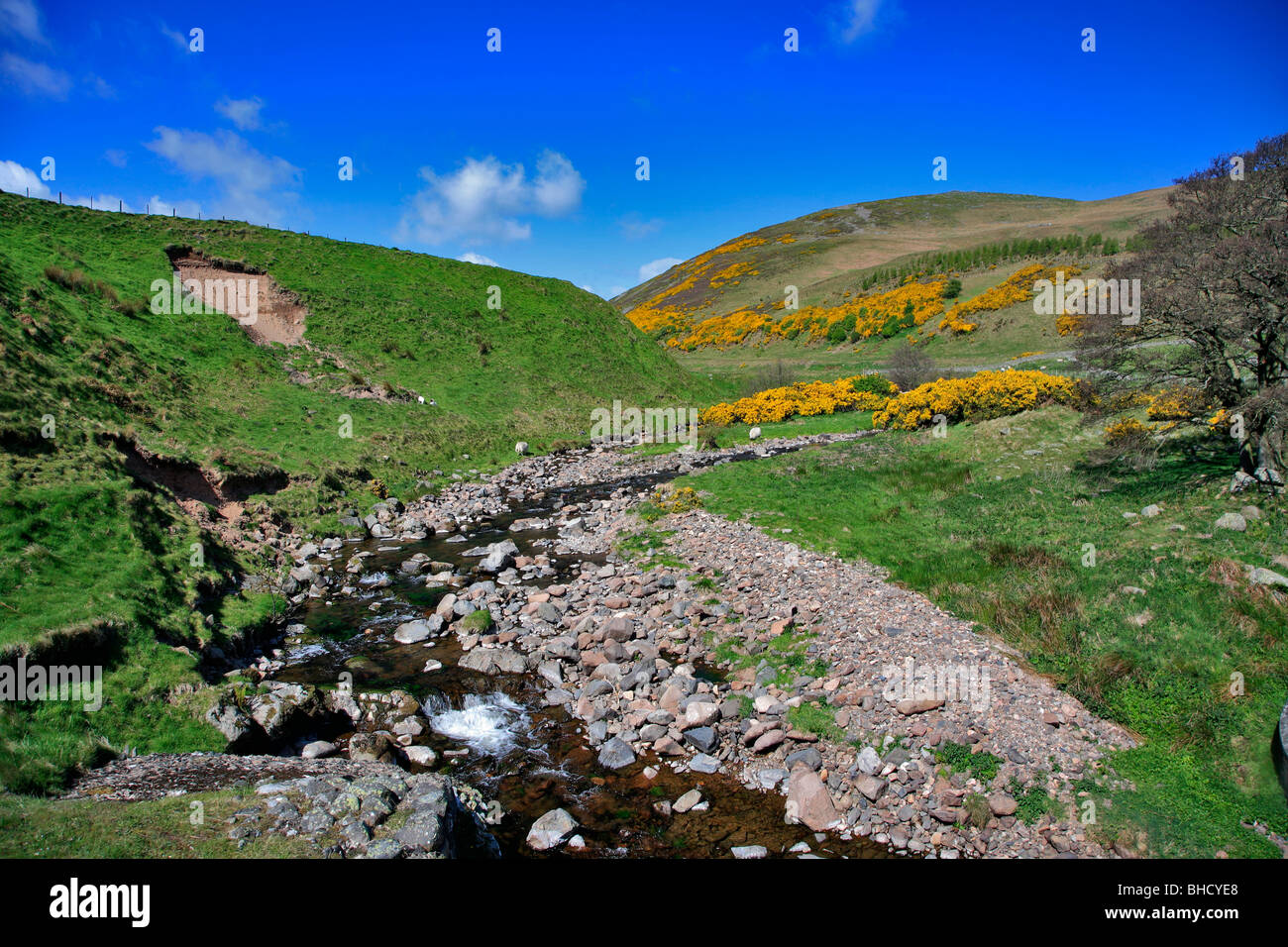 Cheviot Hills North Northumbria England Borders Stock Photo Alamy