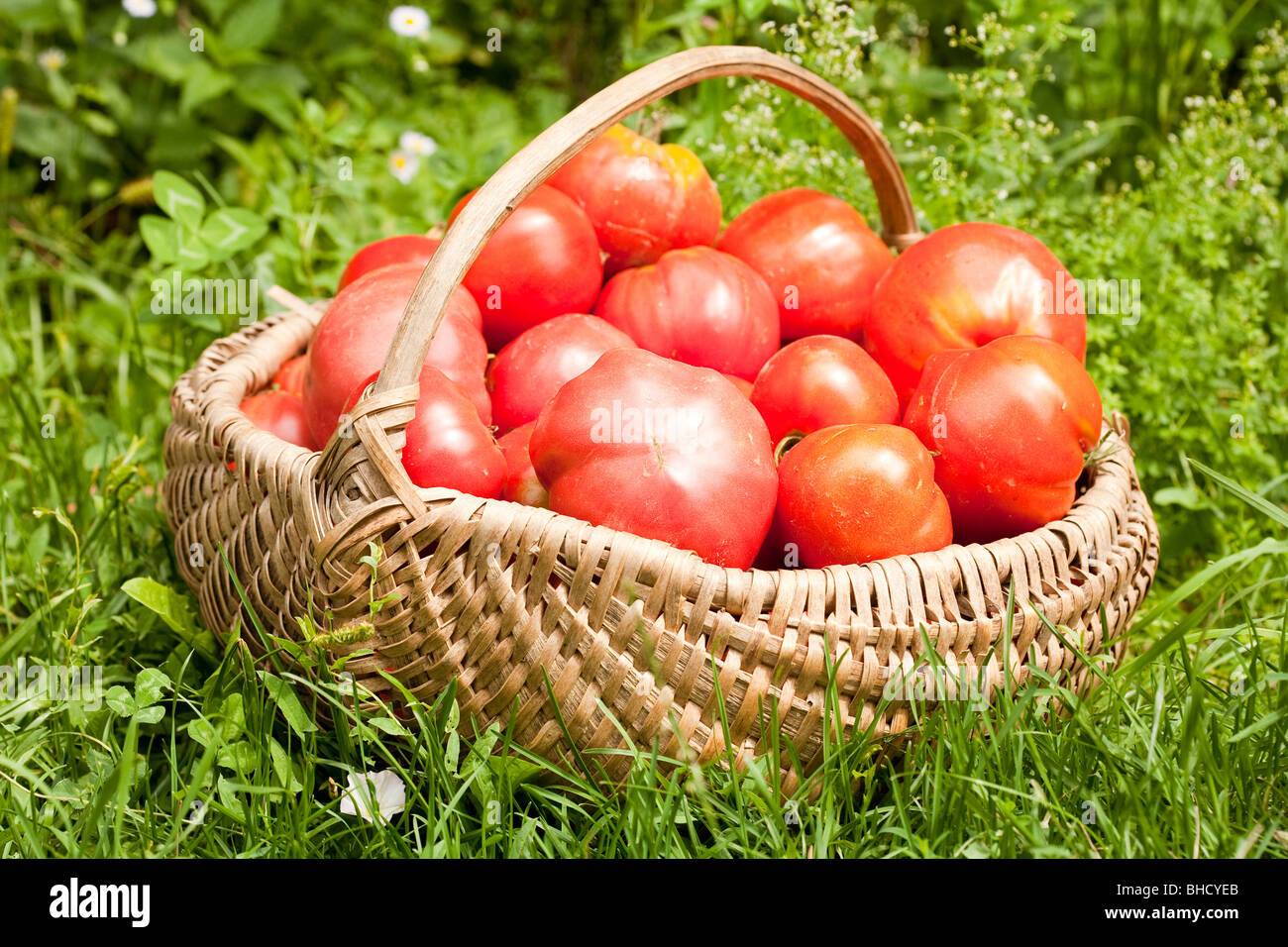 Basket with ripe tomatoes in grass Stock Photo - Alamy
