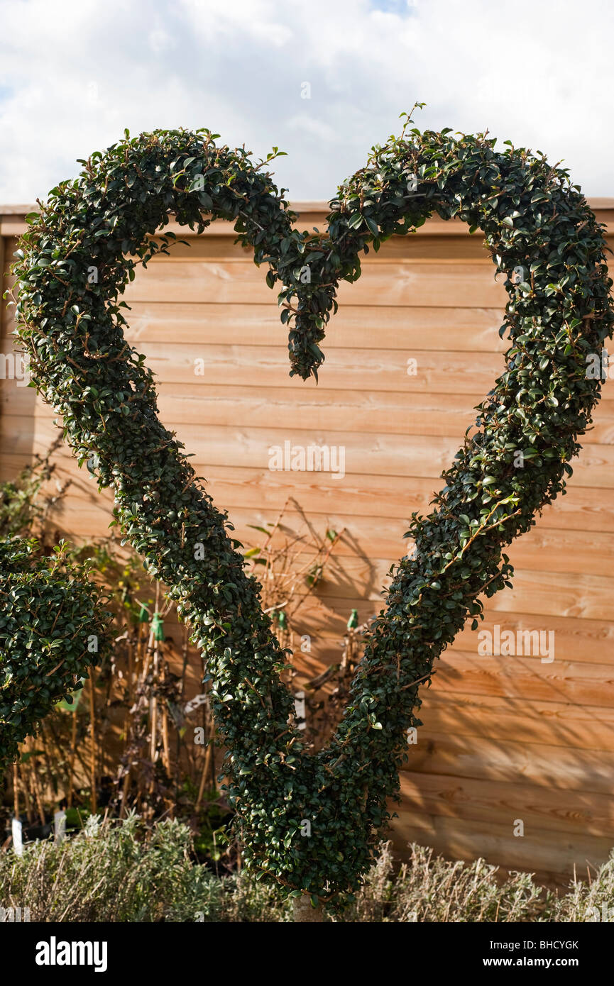 Topiary in the shape of a heart Stock Photo Alamy