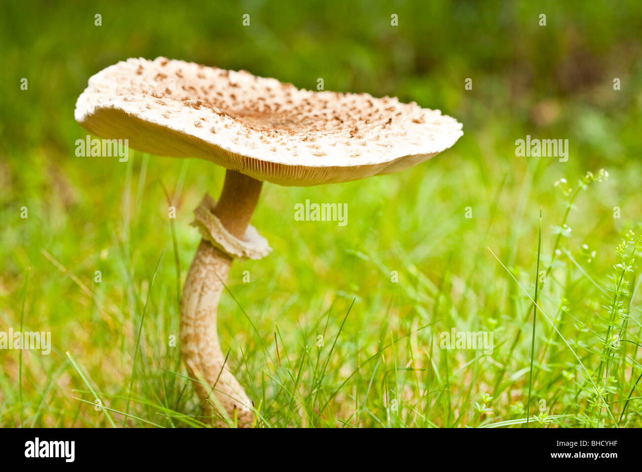 Macro of a big parasol mushroom in grass Stock Photo Alamy