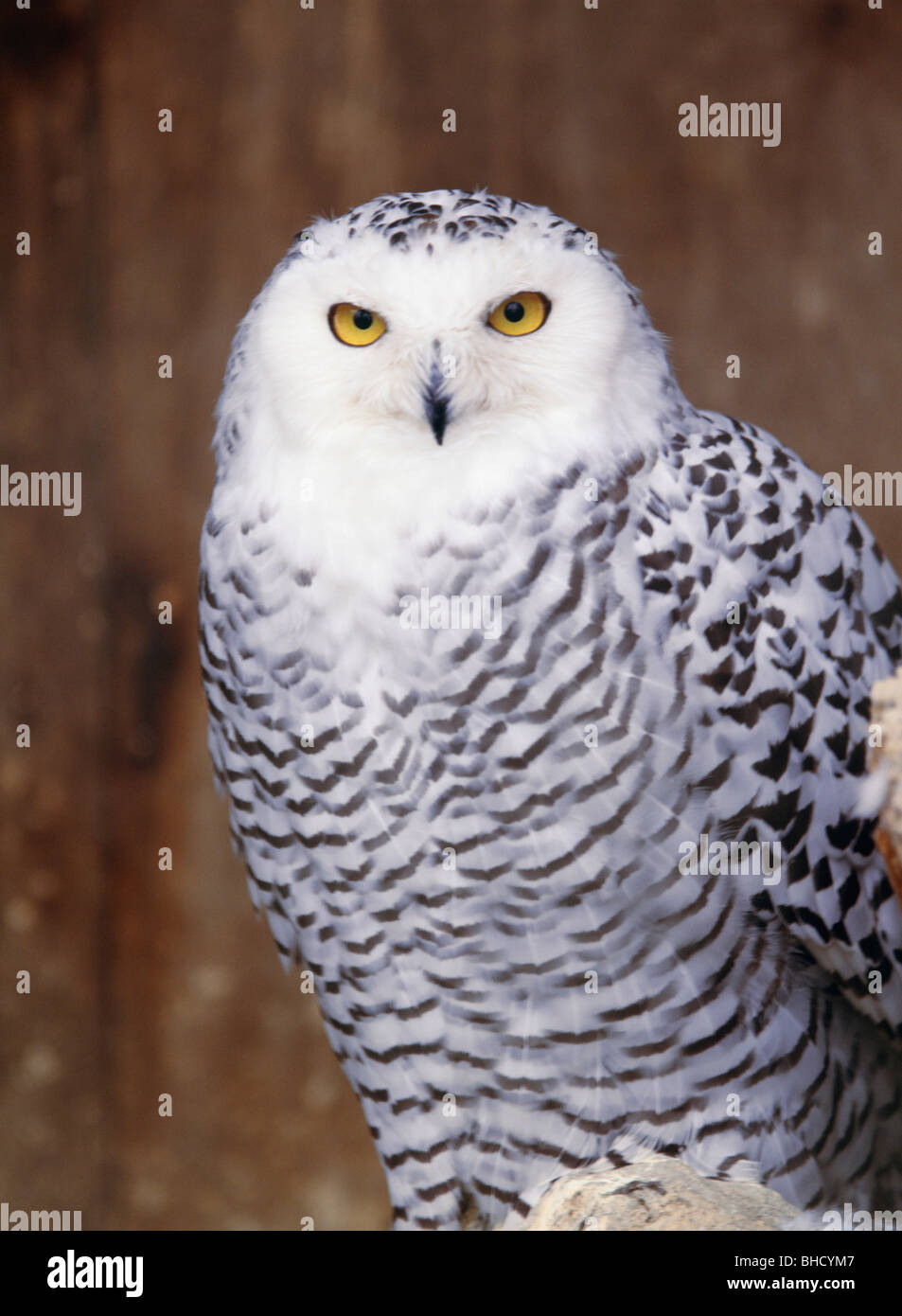 Snowy Owl, Kushiro Zoo, Hokkaido, Japan Stock Photo - Alamy