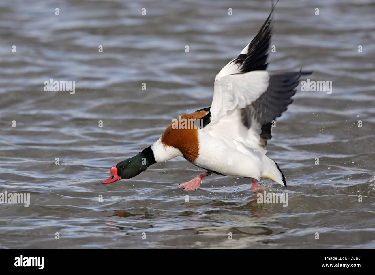 Common Shelduck coming into land on water Stock Photo