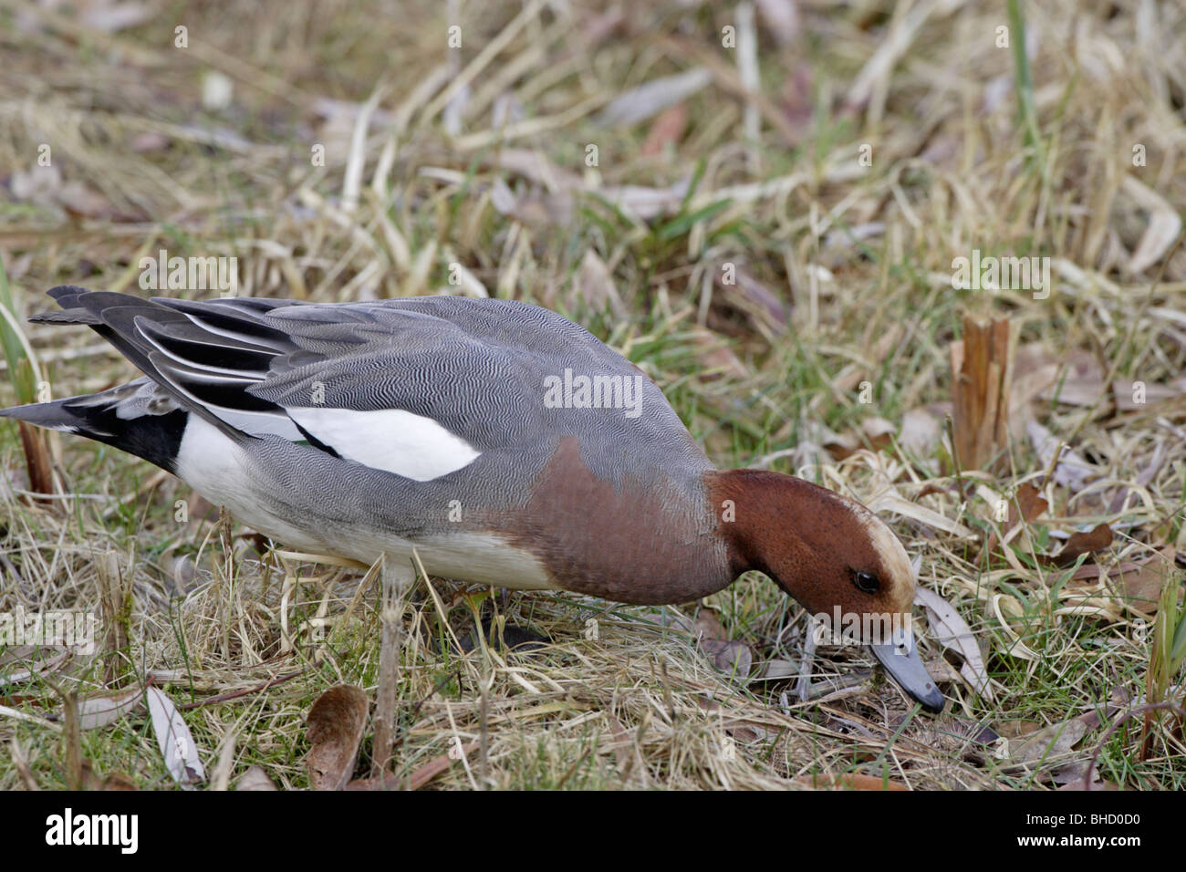 Male Eurasian Wigeon grazing Stock Photo
