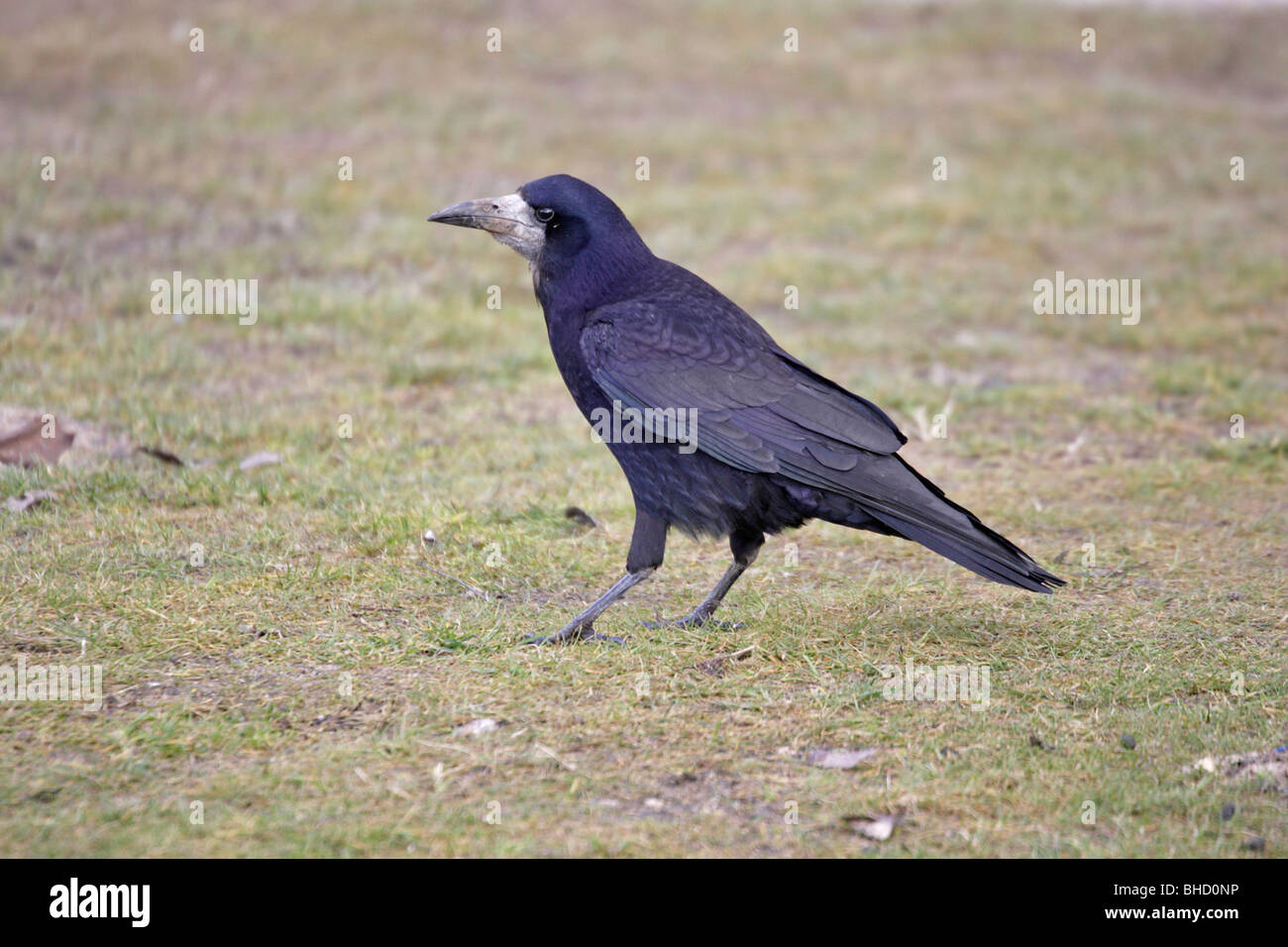 Rook Corvus frugilegus rook hi-res stock photography and images - Alamy