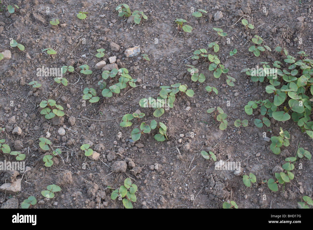 Buckwheat seedlings, Côtes d'Armor, Brittany Stock Photo Alamy