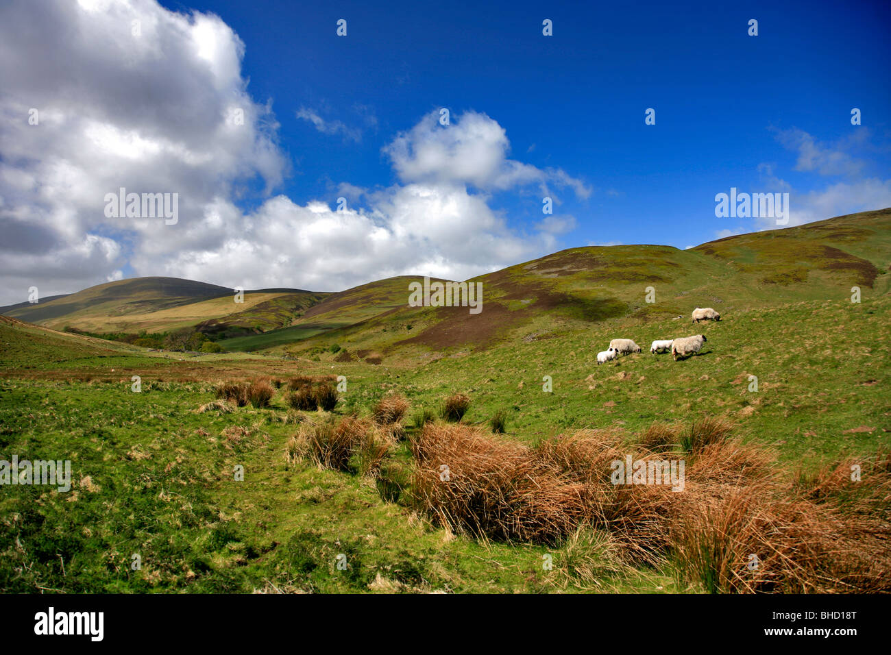Cheviot Hills North Northumbria England Borders Stock Photo Alamy