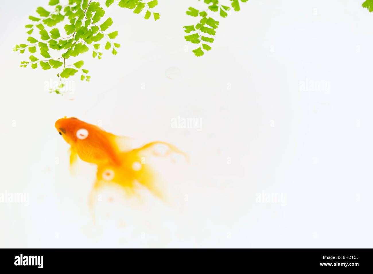 Digital composite of goldfish and leafy branches Stock Photo