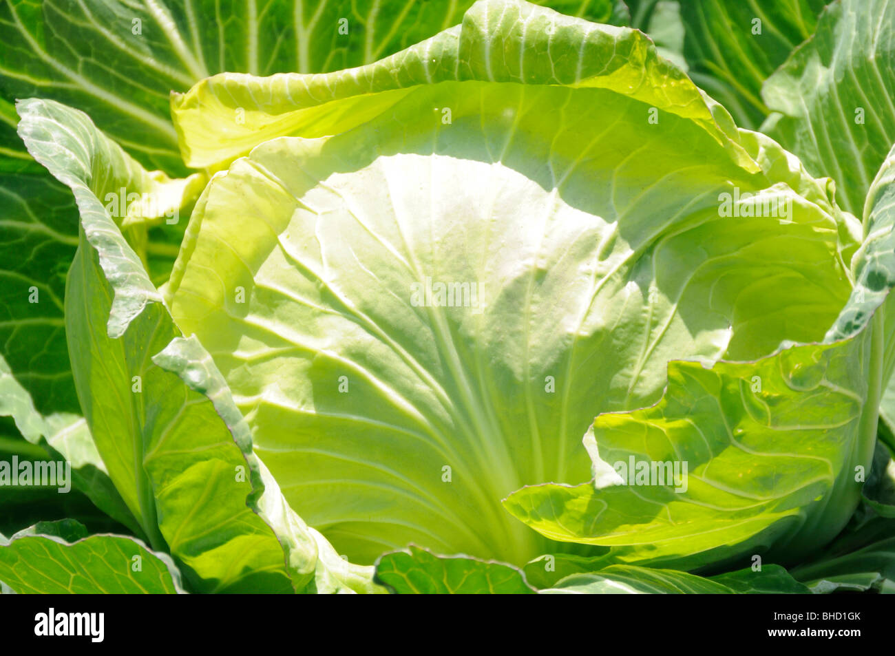 Cabbage growing in field Stock Photo