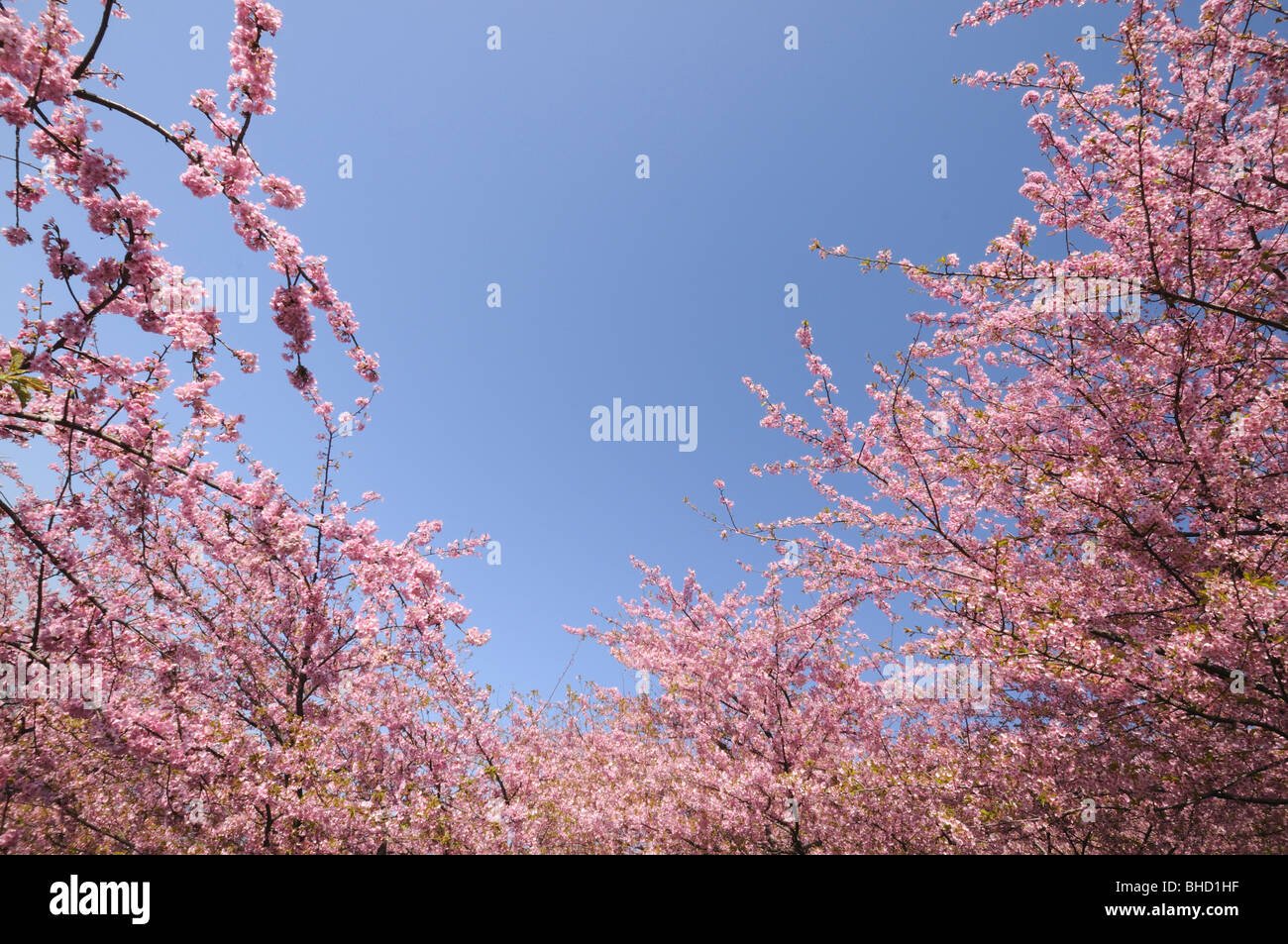 Cherry blossom blooming from trees hi-res stock photography and images ...