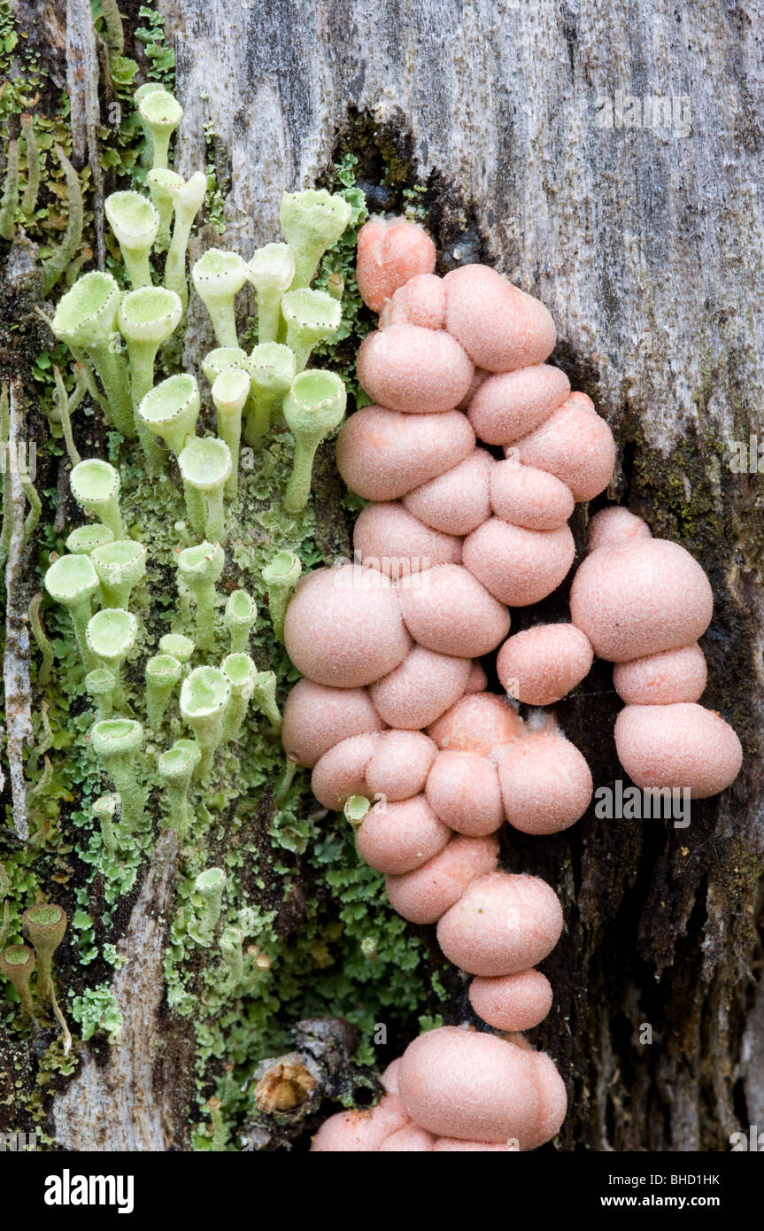 Wolf's Udder fungus (Lycogala epidendrum), in the Caledonian Scots Pine forest, Scotland. Stock Photo