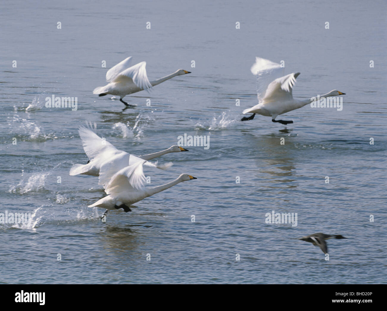 Four swans taking off from water, Japan Stock Photo Alamy