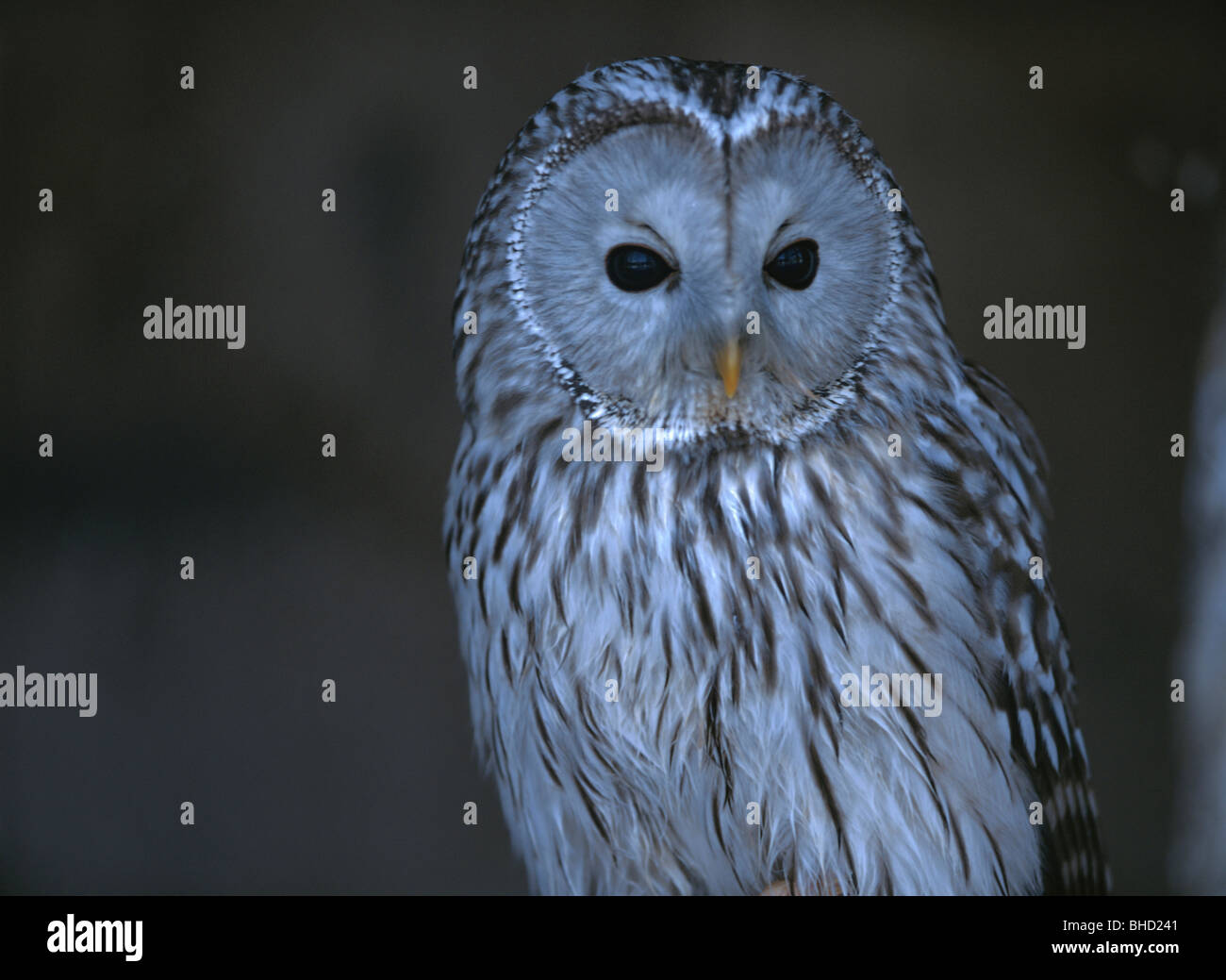 Ural owl, Hokkaido, Japan Stock Photo Alamy