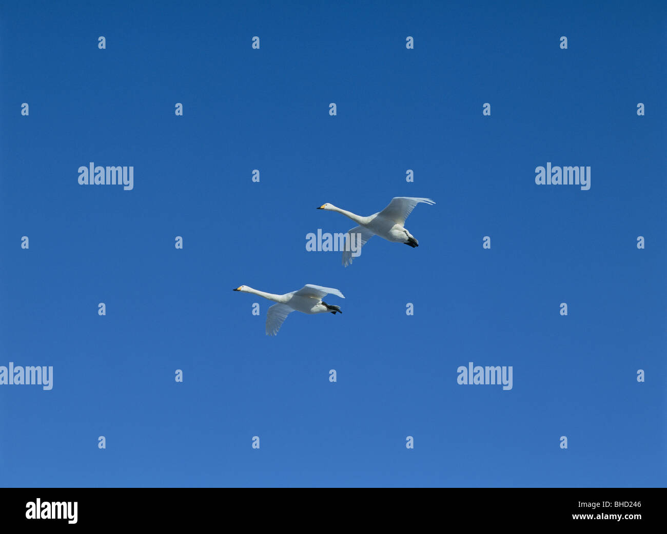 Two swans flying in blue sky Stock Photo Alamy