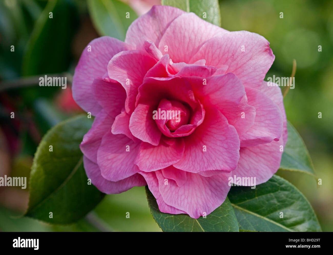 Camellia Innovation Stock Photo