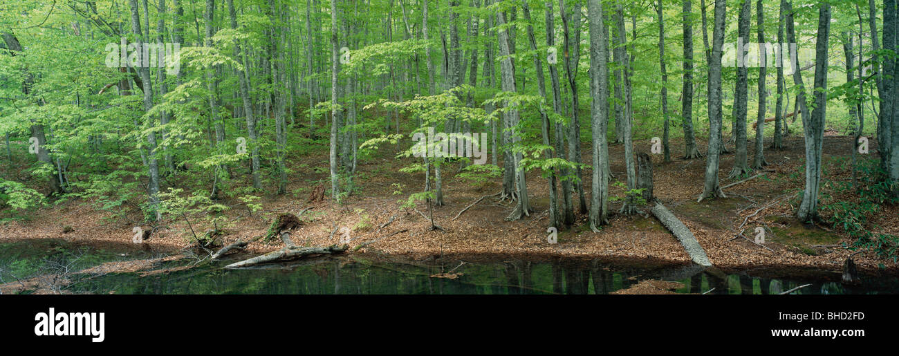 Beech forest next to swamp, Tsuta-numa, Aomori Prefecture, Japan Stock Photo