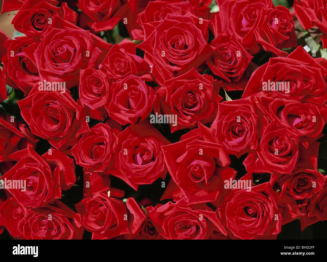 Bouquet of red roses Stock Photo - Alamy