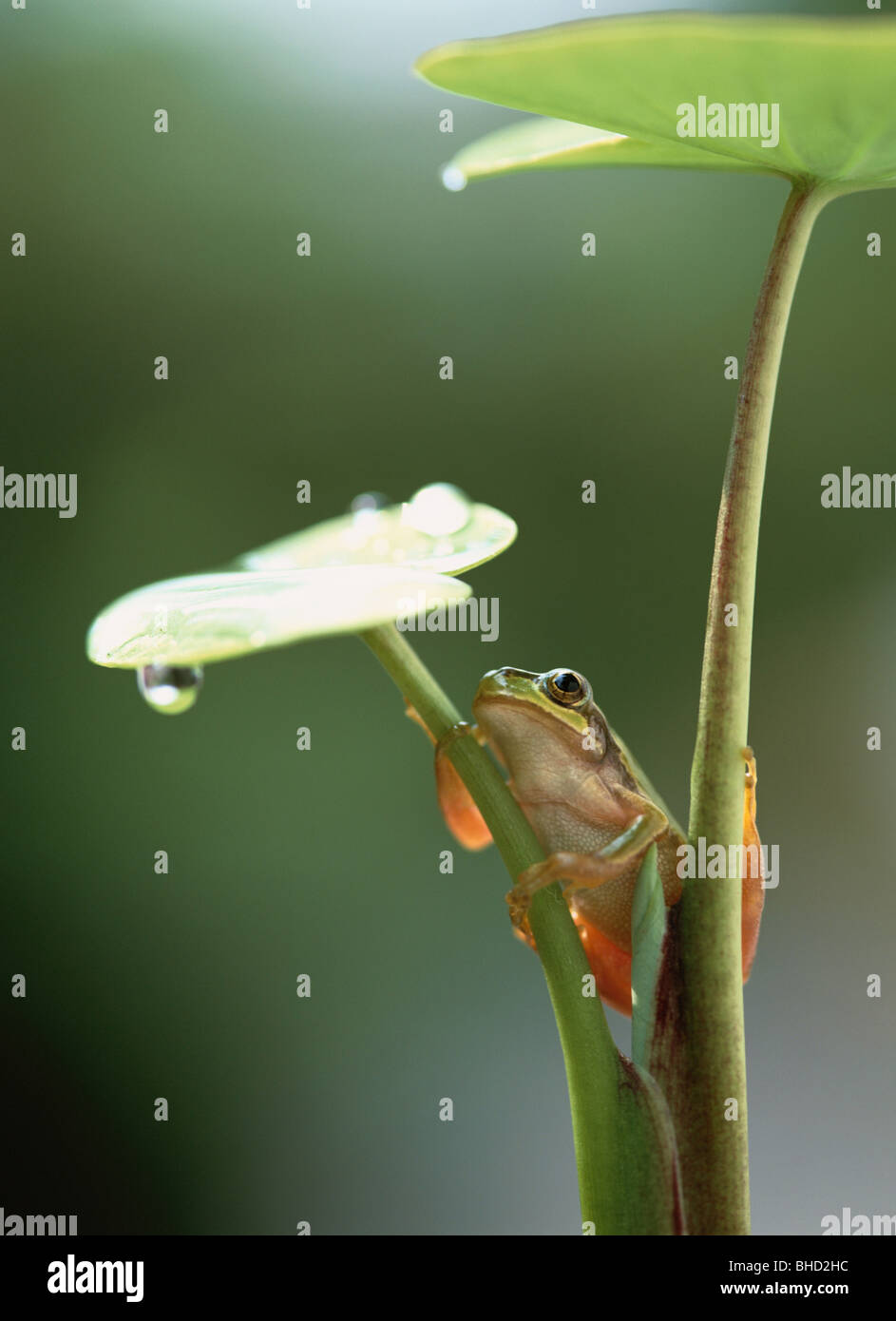frog stem riser