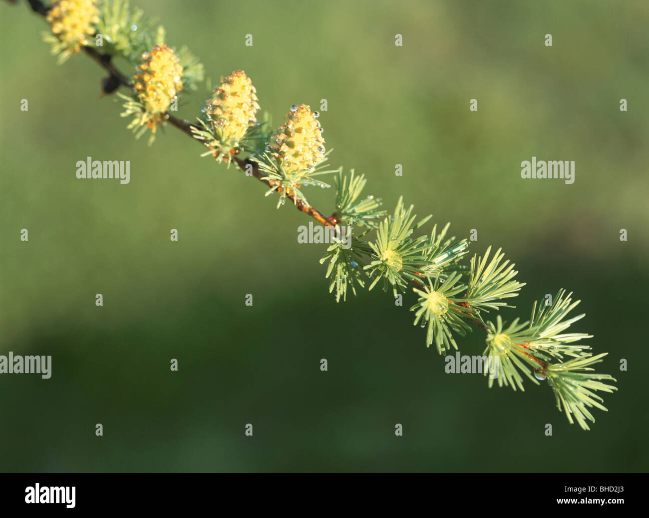 Budding flowers of larch tree Stock Photo Alamy