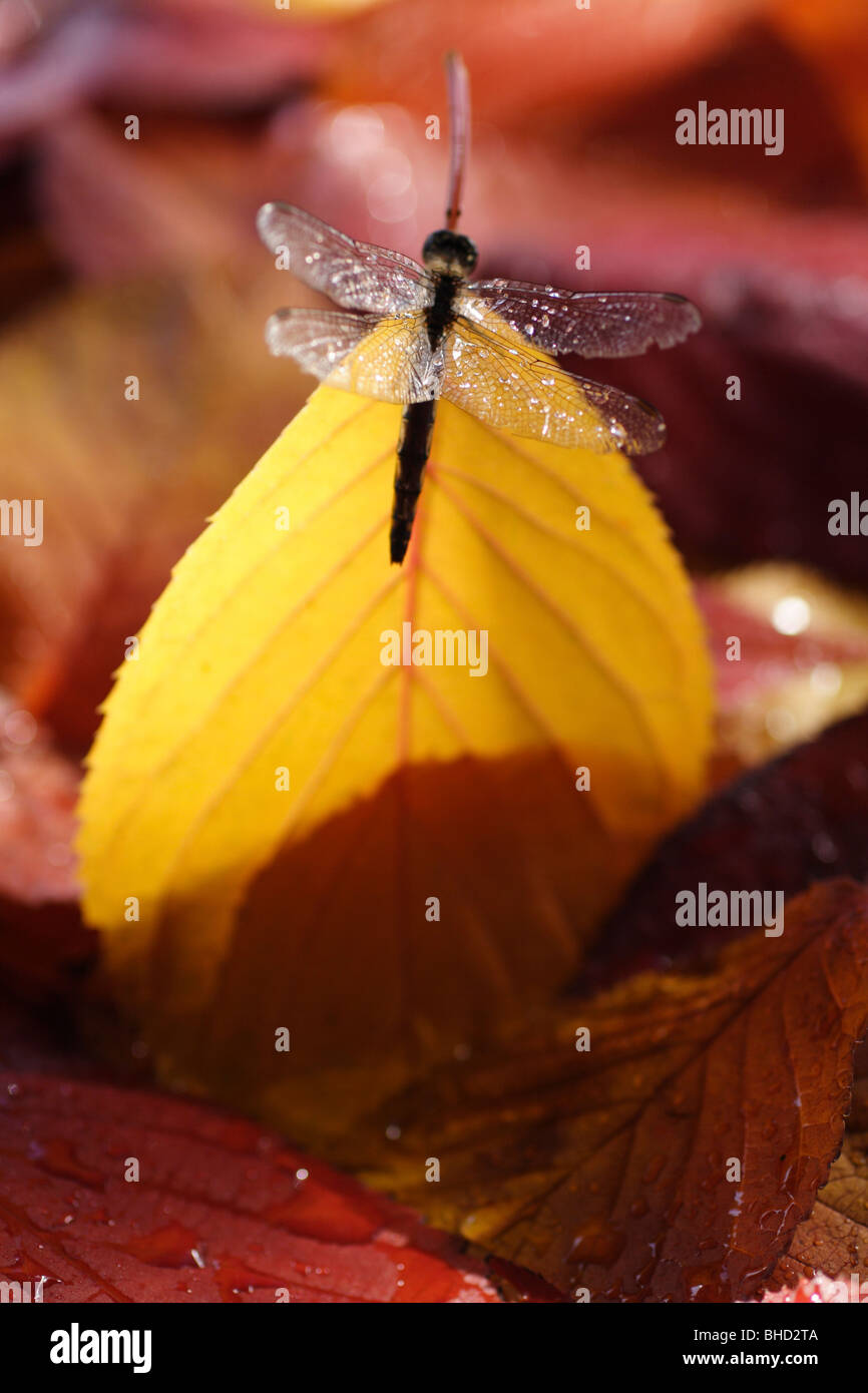 Dragonfly insect fallen into water hi-res stock photography and images ...
