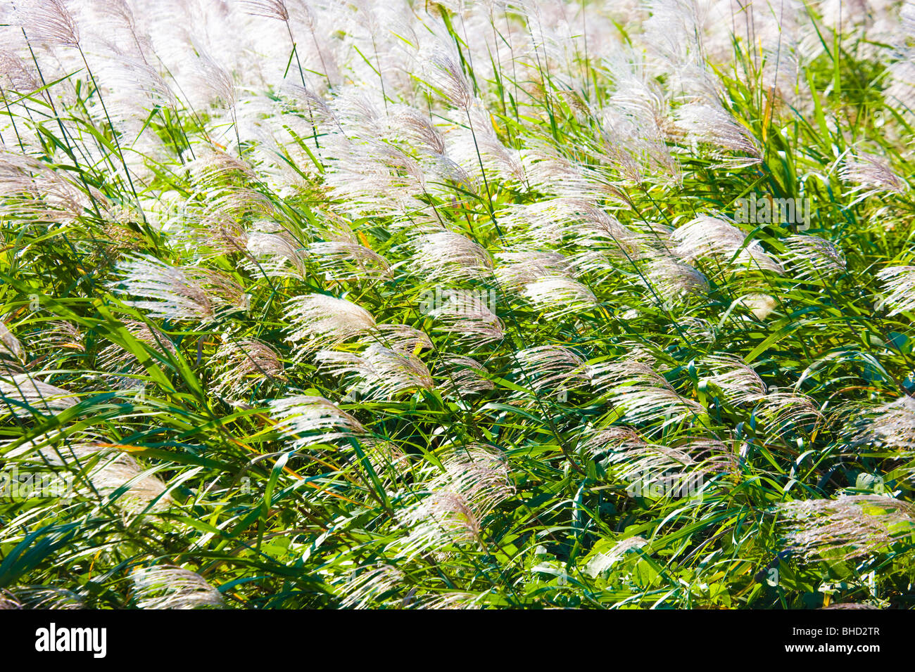 Japanese pampas grass Stock Photo Alamy