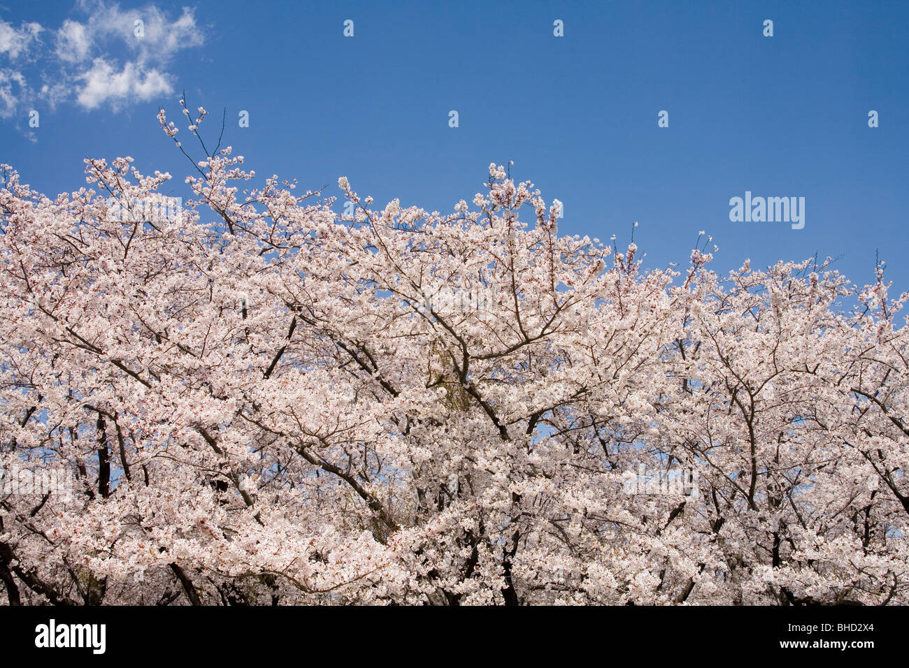 Blooming cherry tree under blue sky Stock Photo - Alamy