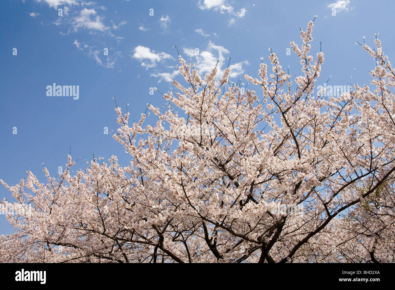 Blooming cherry tree under blue sky Stock Photo - Alamy