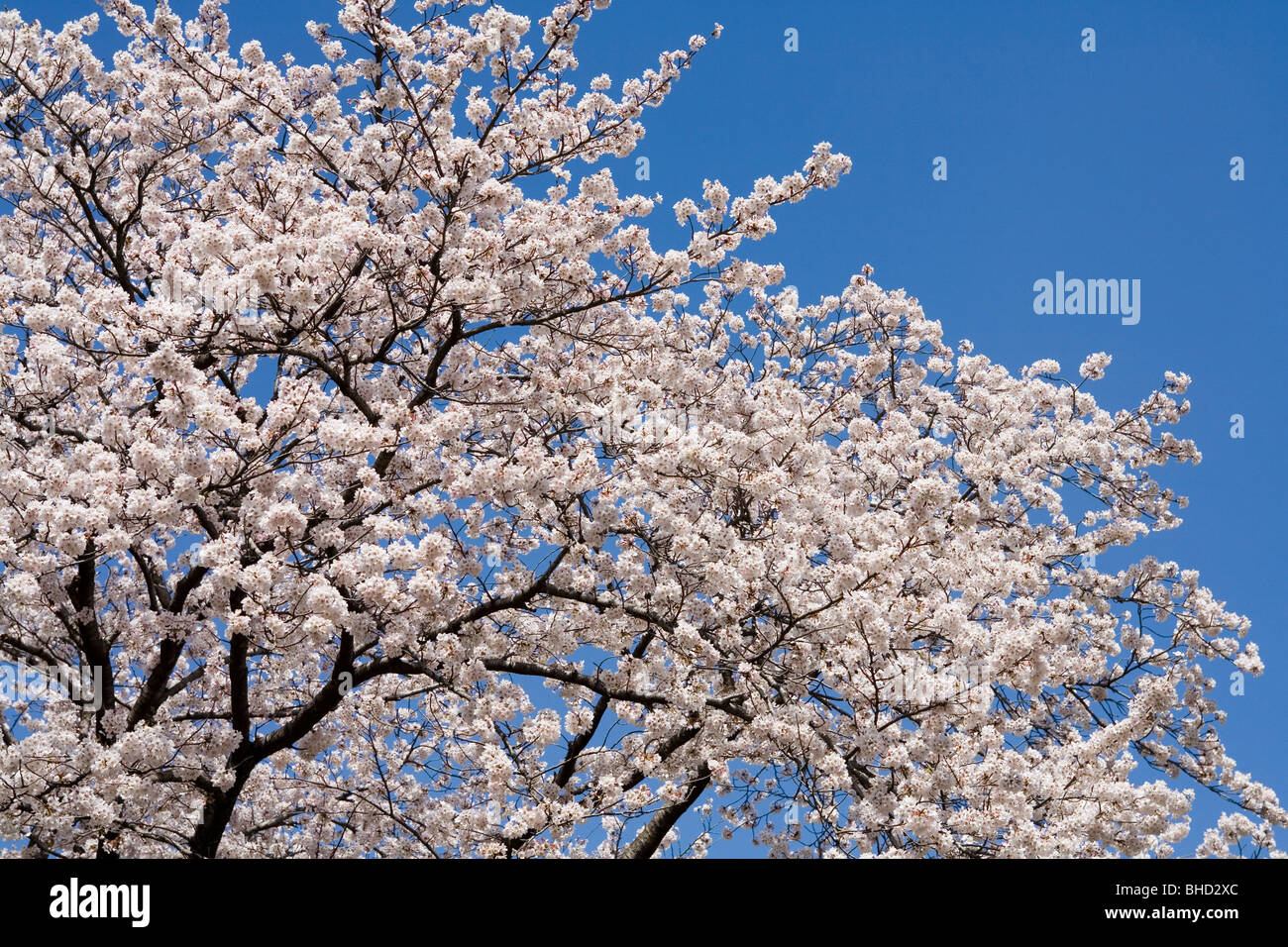 Blooming cherry tree under blue sky Stock Photo - Alamy