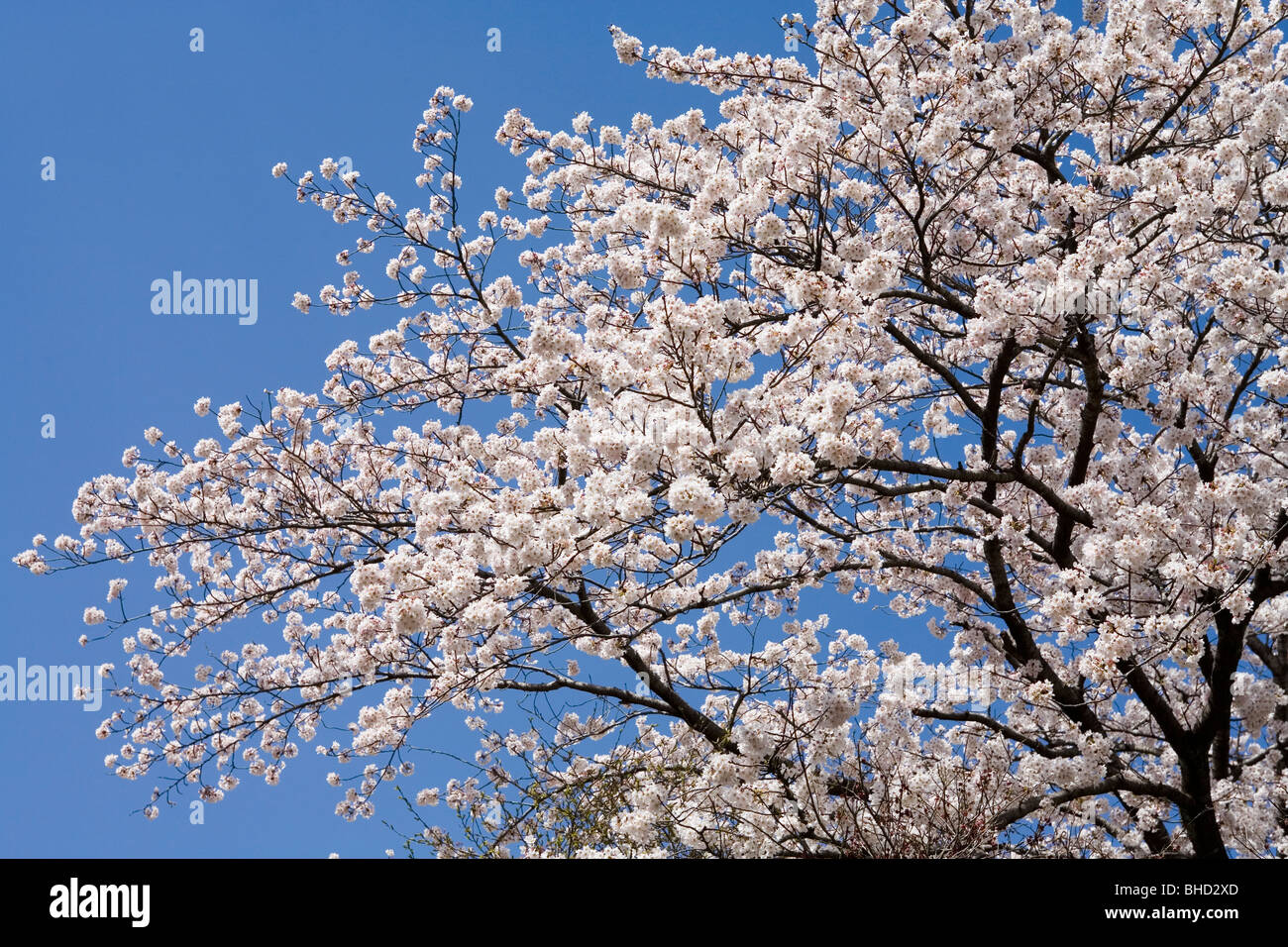 Blooming cherry tree under blue sky Stock Photo - Alamy