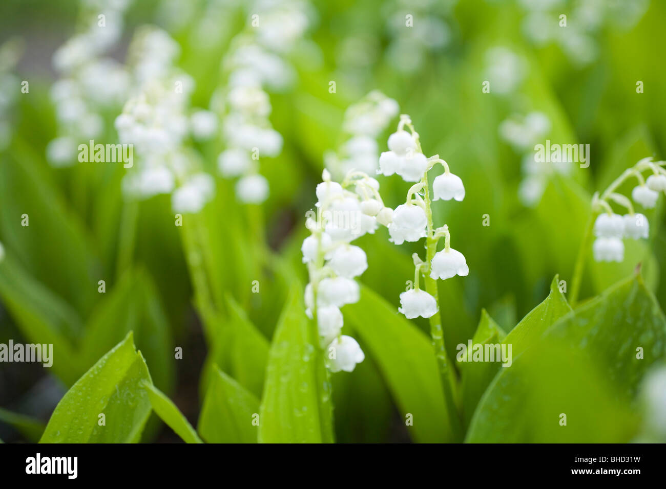 Lily valley drops hi-res stock photography and images - Alamy