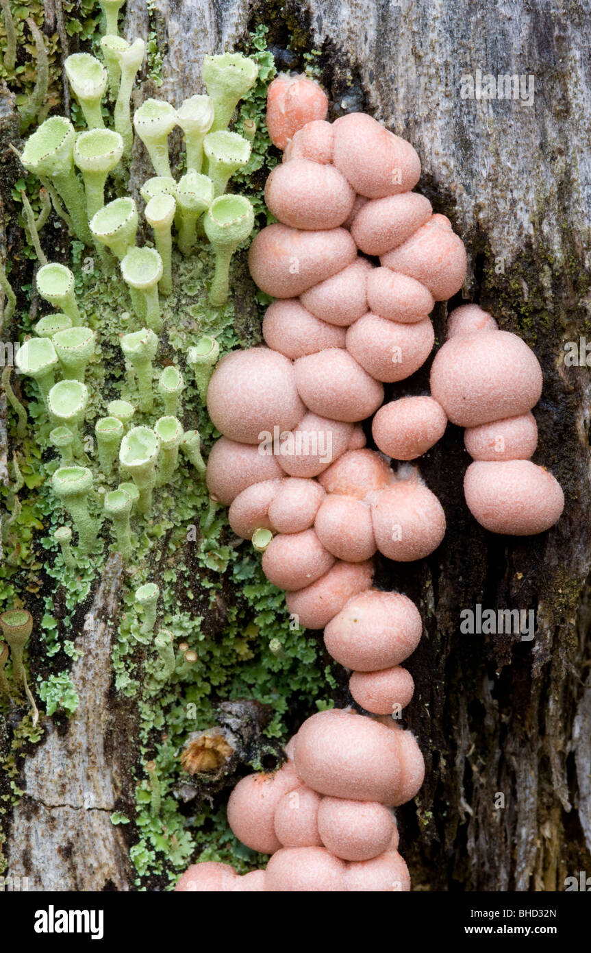 Wolf's Udder fungus (Lycogala epidendrum), in the Caledonian Scots Pine forest, Scotland. Stock Photo