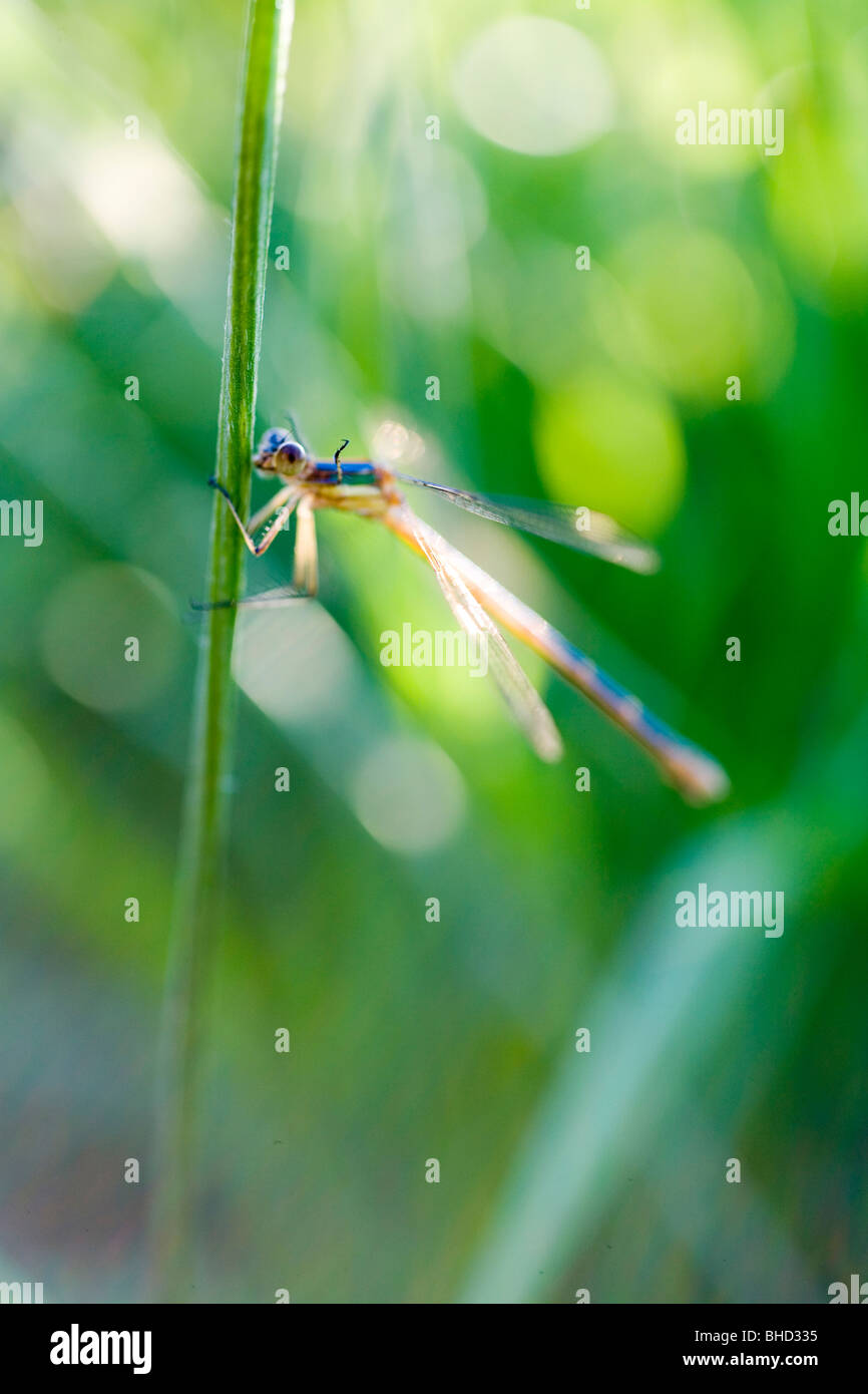 Damselfly on stem Stock Photo - Alamy