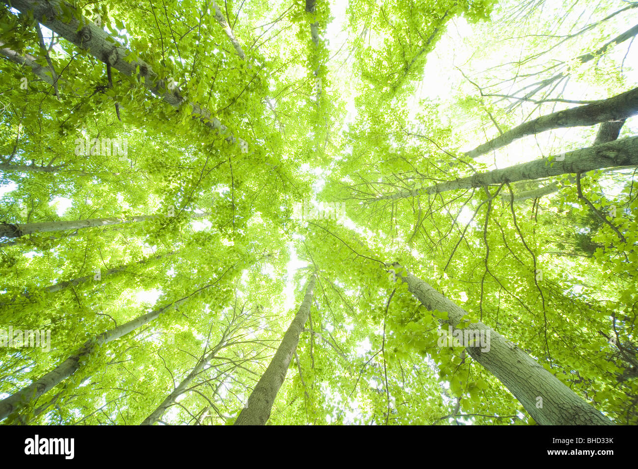 Green tree during Spring Stock Photo - Alamy