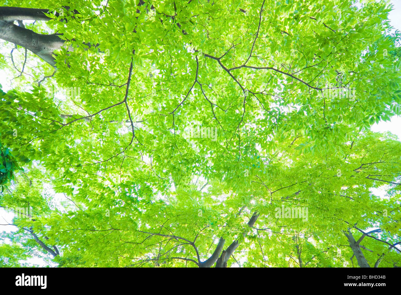 Green tree during Spring Stock Photo - Alamy