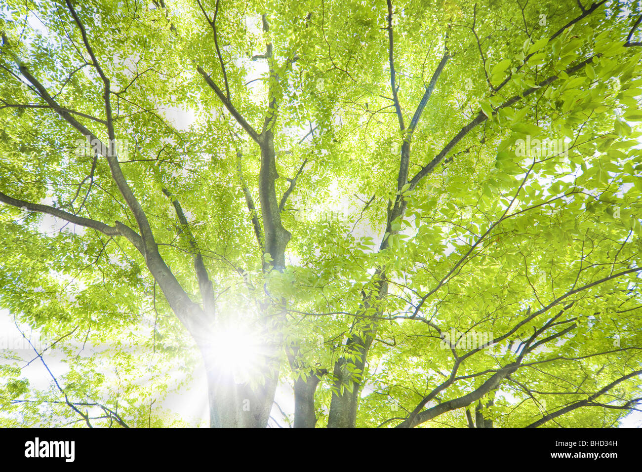 Green tree during Spring Stock Photo - Alamy