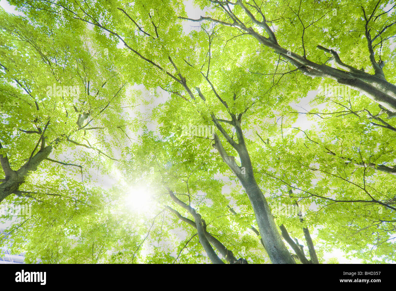 Green tree during Spring Stock Photo - Alamy