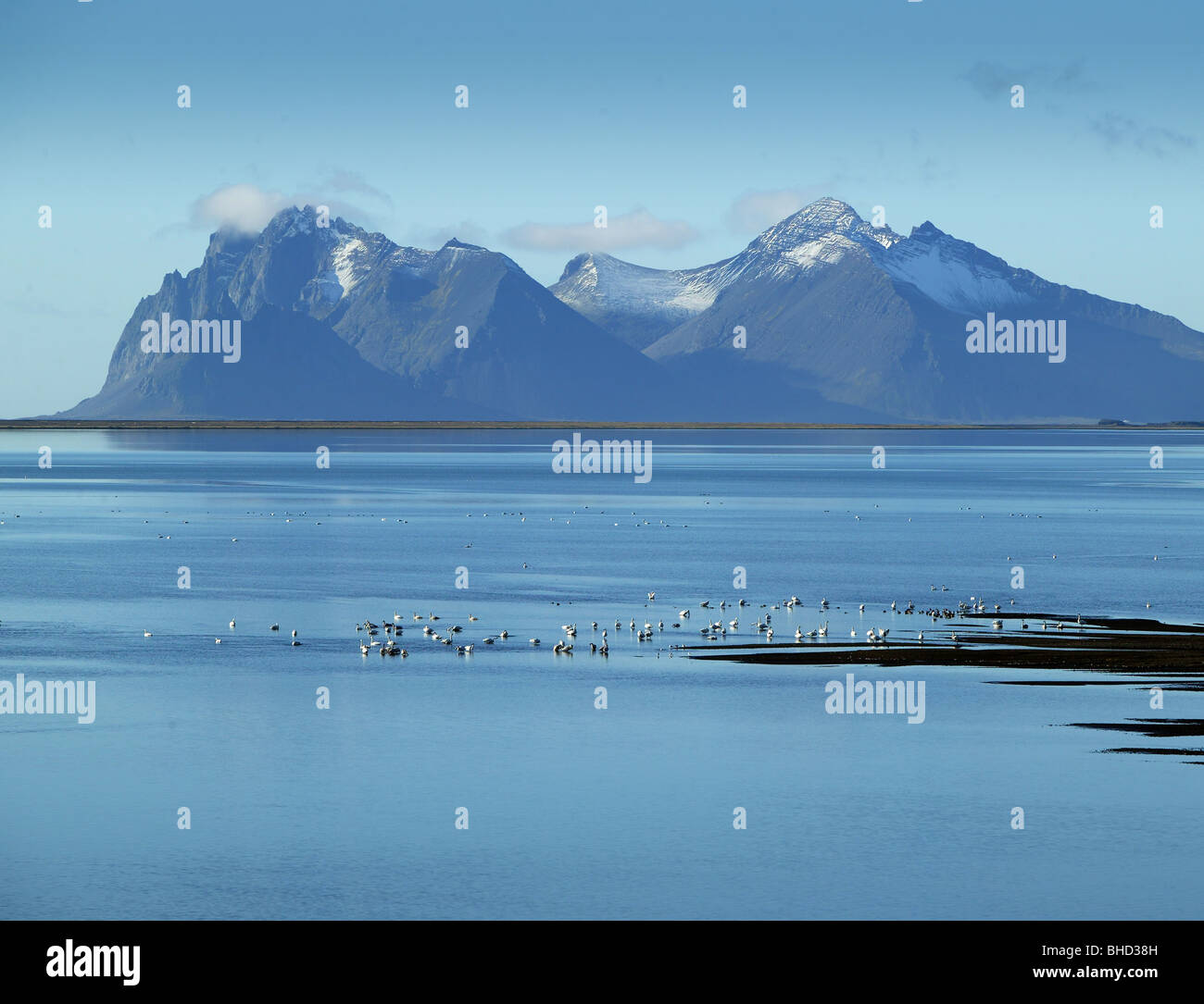 Swans in Lonsfjordur, Mt. Vestrahorn - Brunnhorn, Eastern Iceland Stock Photo