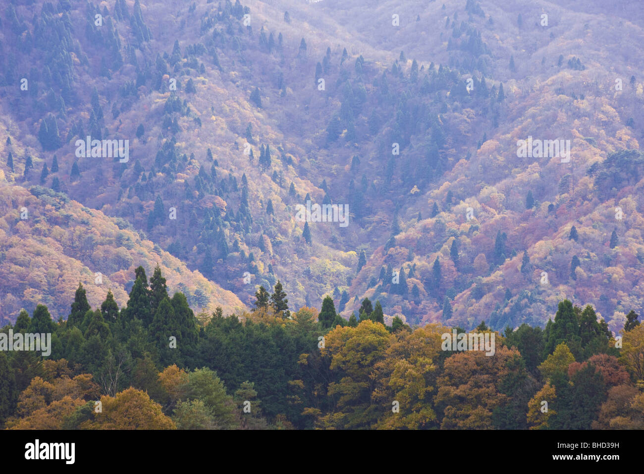 Forest in mountain hi-res stock photography and images - Alamy