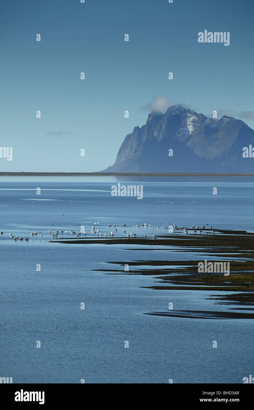 Swans in Lonsfjordur, Mt. Vestrahorn - Brunnhorn, Eastern Iceland Stock Photo